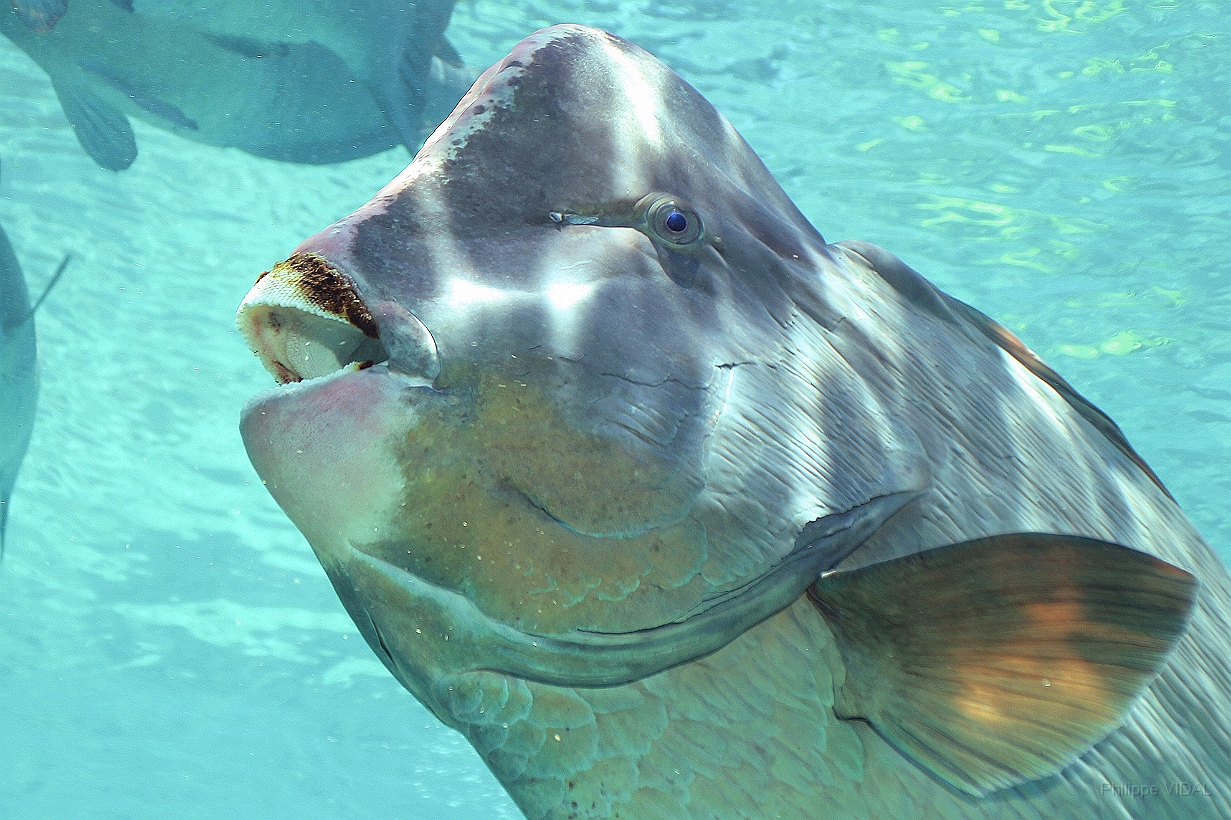 Sipadan_2015_Poisson perroquet a bosse_Bolbometopon muricatum_IMG_3027_rc.jpg